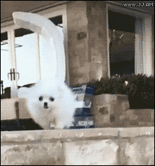 강아지들(심장조심).gif | 인스티즈