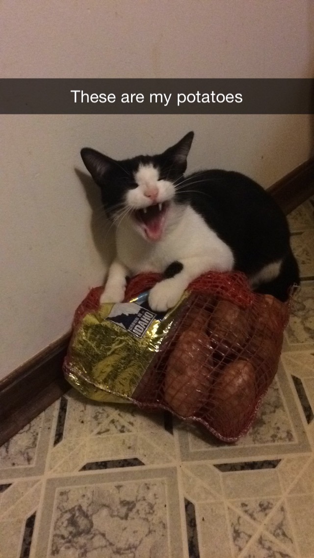 맛있는건 나눠먹는거라고 했다냥 | 인스티즈
