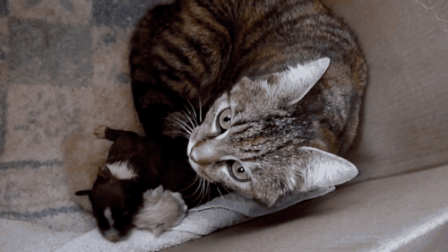 갓 태어난 댕댕이를 대하는 냥이의 태도.gif | 인스티즈