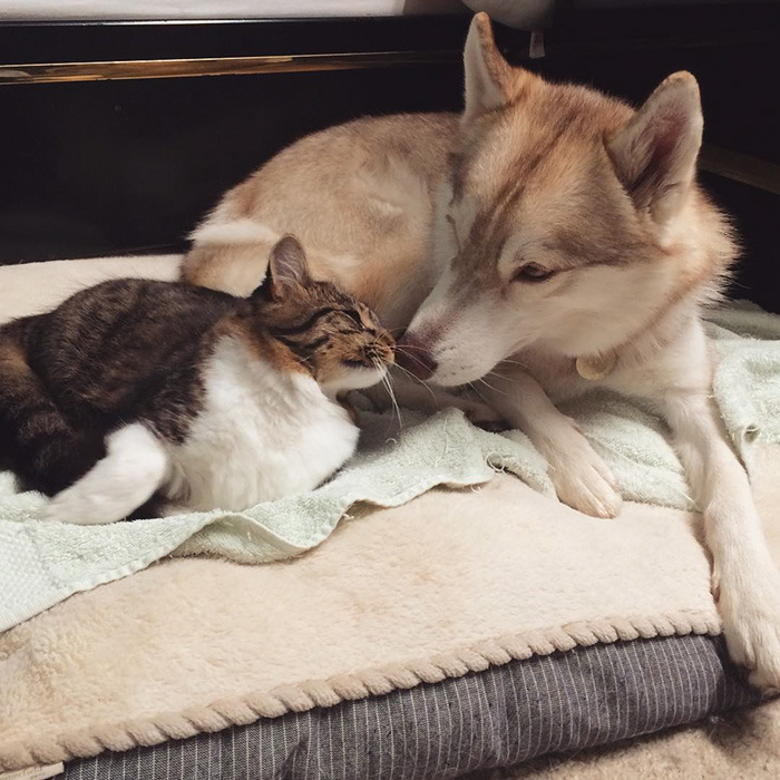 3마리의 허스키들과 친구가 된 냥이.jpg | 인스티즈
