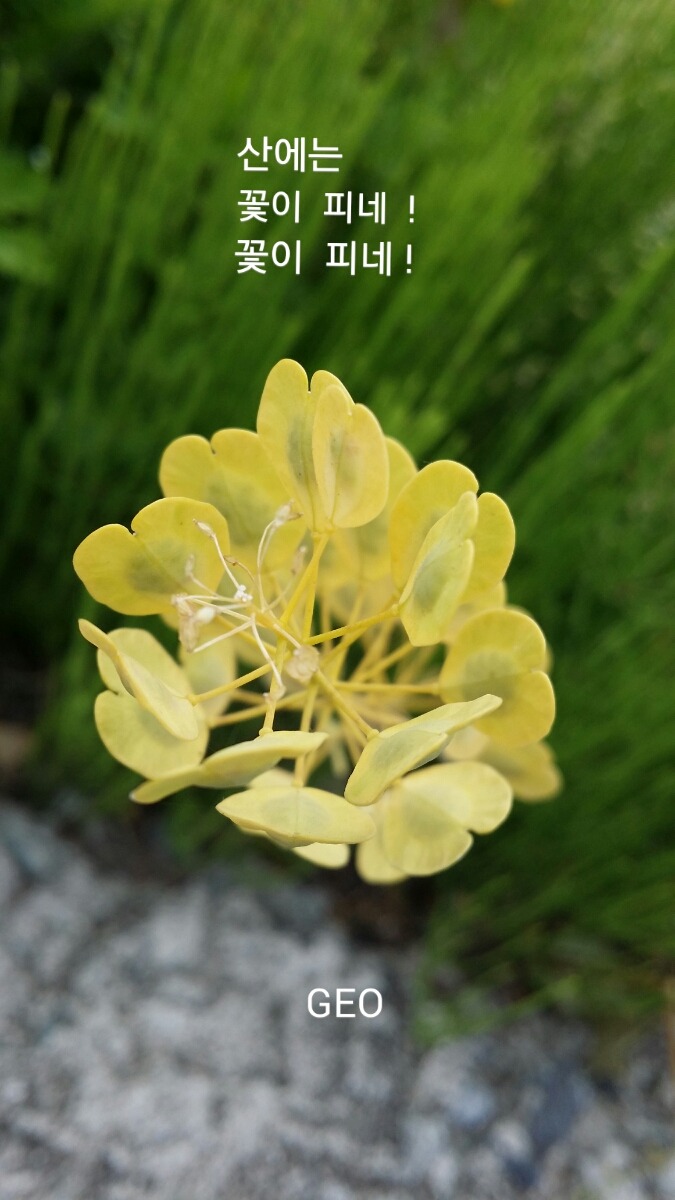 산에는꽃이피네 이미지
