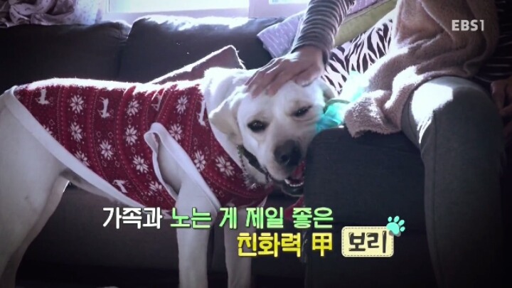 겁 많은 대형견 보리 | 인스티즈
