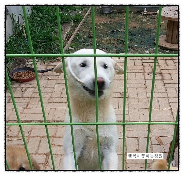 야시 이미지