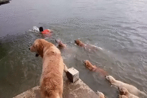 주인이 물에 빠졌어!!.gif | 인스티즈