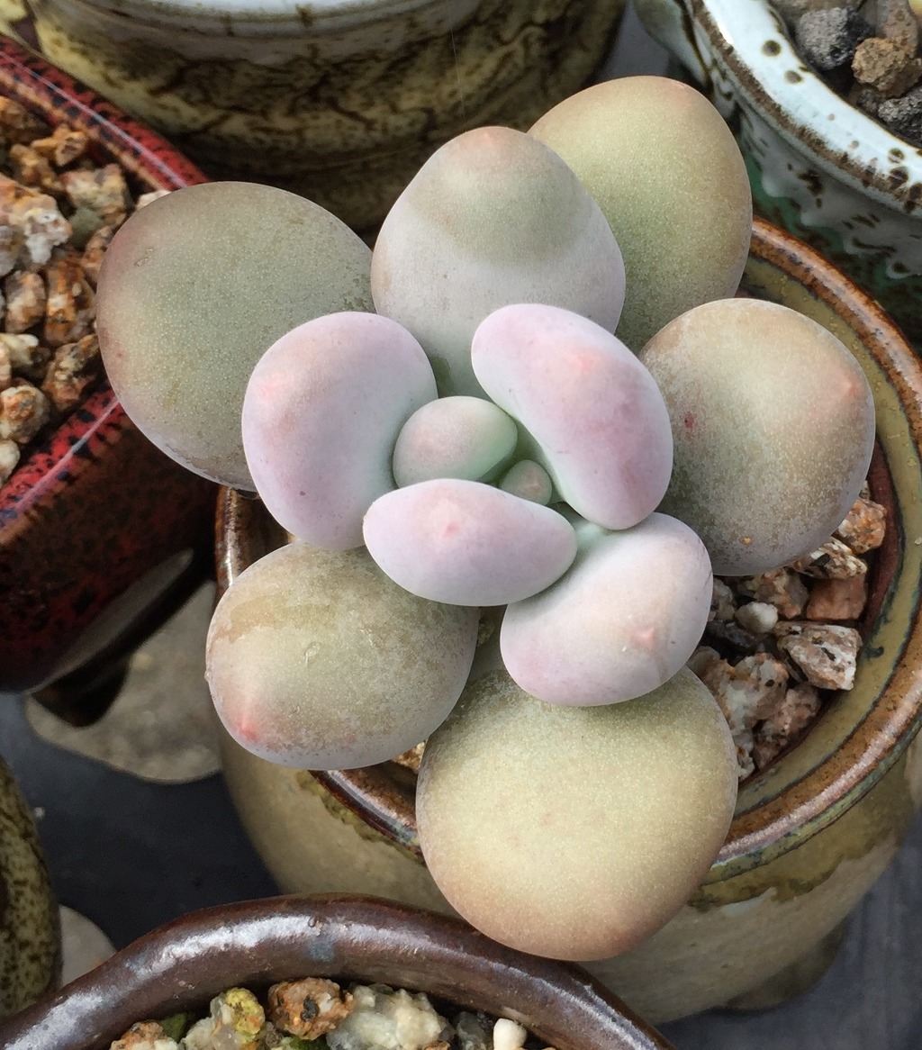 바디스 이미지