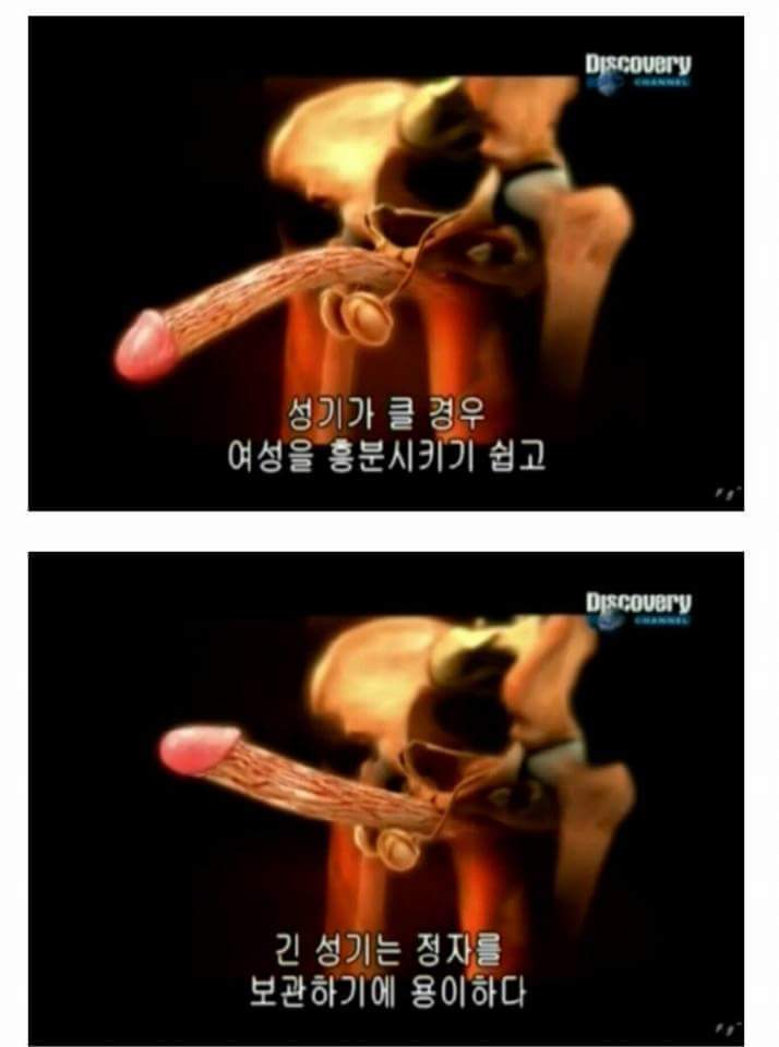 인간(남자)의 성기가 크고 긴 이유.jpg | 인스티즈