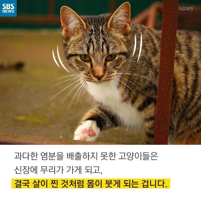 뚱뚱한 길냥이들의 진실 | 인스티즈