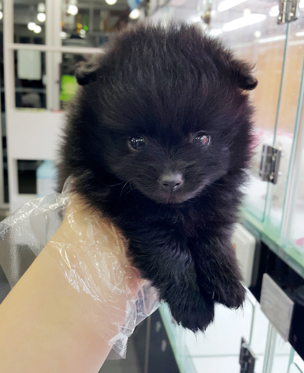 이아 이미지
