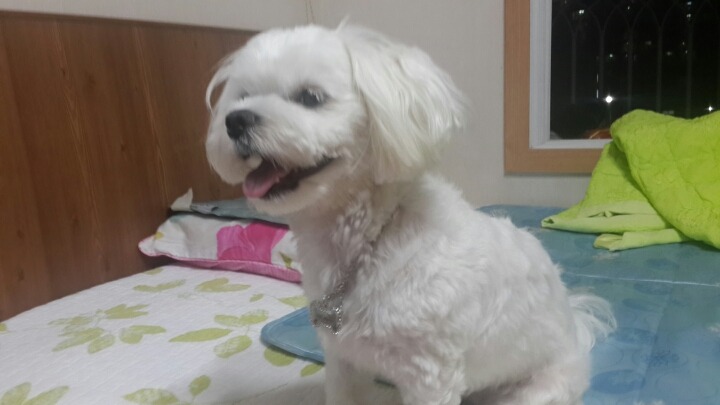 알리에 이미지