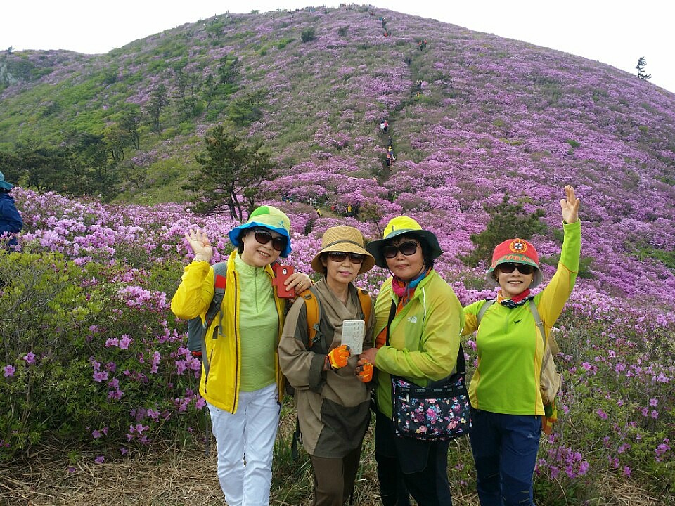 해오름풀꽃 이미지