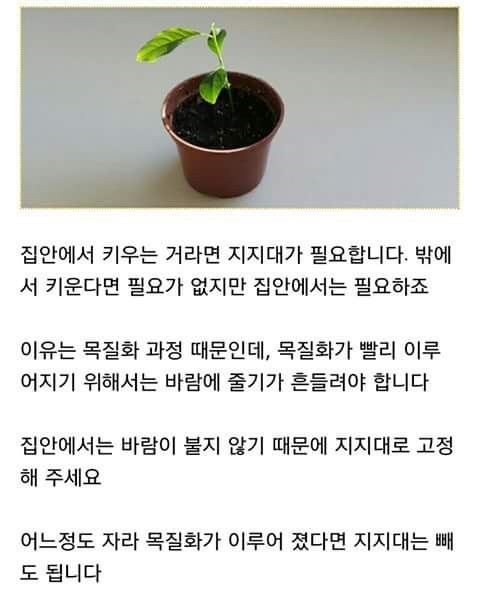집에서 레몬 키우기 | 인스티즈