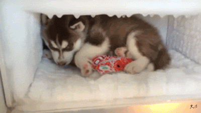 시원하개.gif | 인스티즈