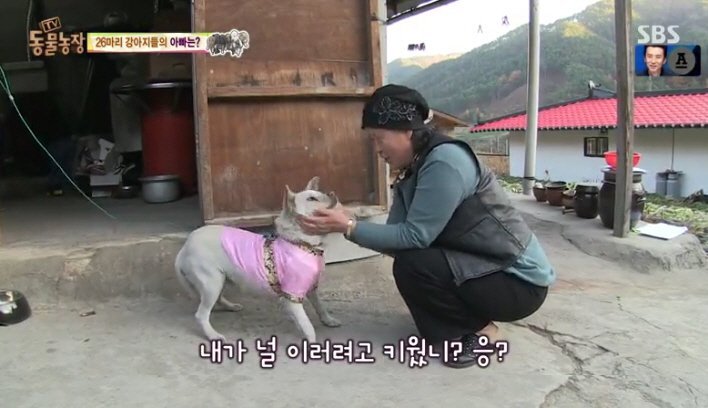 오늘자 동물농장 자막ㅋ | 인스티즈