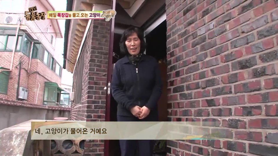 [동물농장] 매일 장갑 물어오는 고양이 (사랑스러움주의/스압주의) | 인스티즈