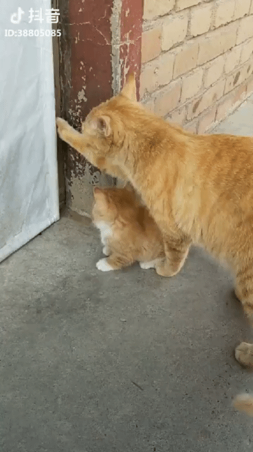 문열어주는 고양이 | 인스티즈