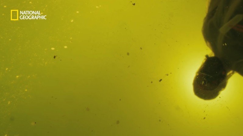 댈롤 화산: 지옥과 같은 이곳에 사는 단 하나의 생명체 | 인스티즈