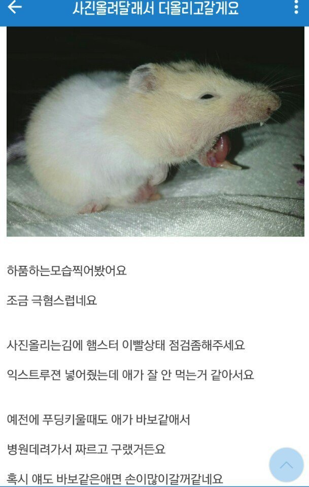 햄스터?쥐? | 인스티즈