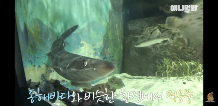 횟집에서 새끼 출산하는 상어 | 인스티즈