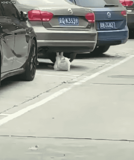 운동하는 냥이.gif | 인스티즈