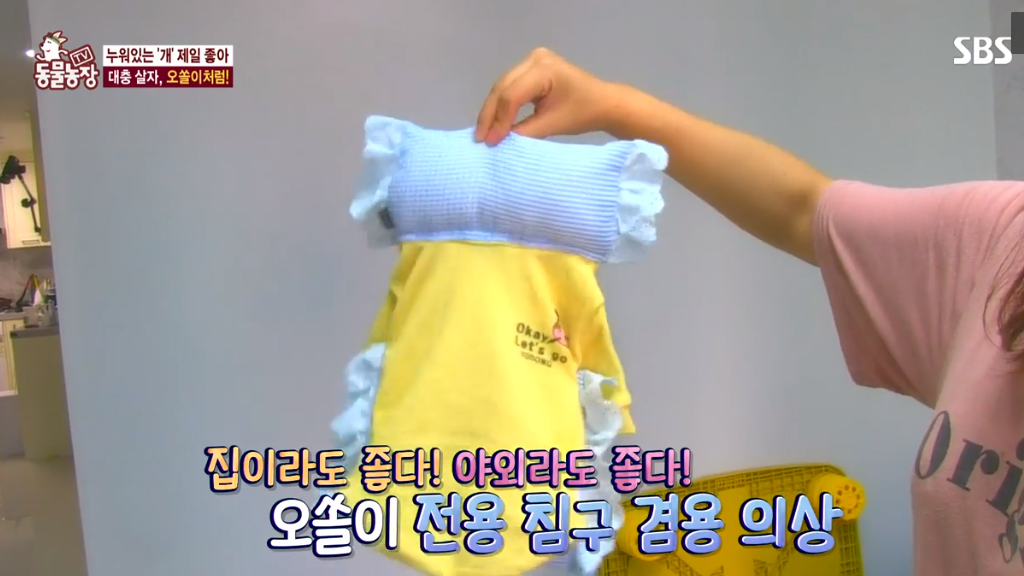 [동물농장] 누워있길 좋아하는 강아지 오쏠이 | 인스티즈