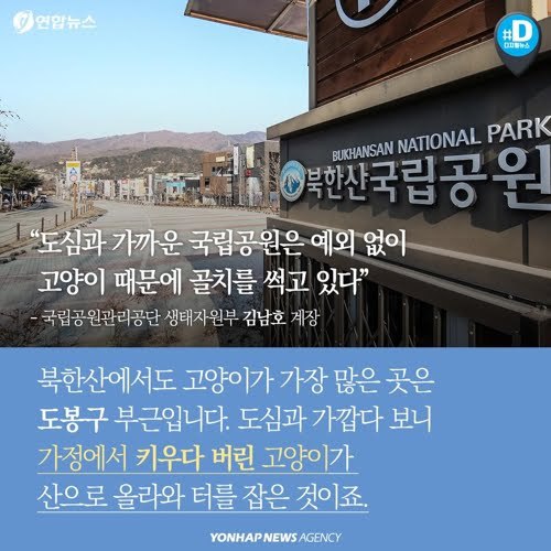 북한산을 접수한 고양이들...jpg | 인스티즈