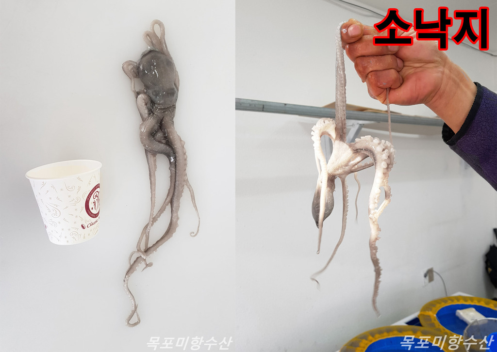 낙지방 이미지