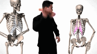 남자와 여자의 골반 차이.gif | 인스티즈