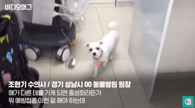 폭염 속 버려진 똘똘이가 모니로 개명한 사연 | 인스티즈