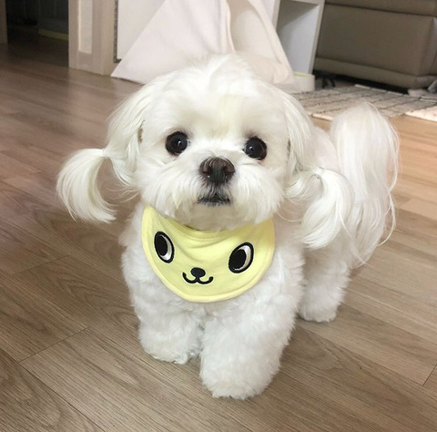 저 머리 묶은게 이뻐요, 아님 푸른게 이뻐요ㅠㅠ?? | 인스티즈
