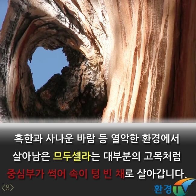 세상에서 가장오랫동안 생존한 나무 | 인스티즈