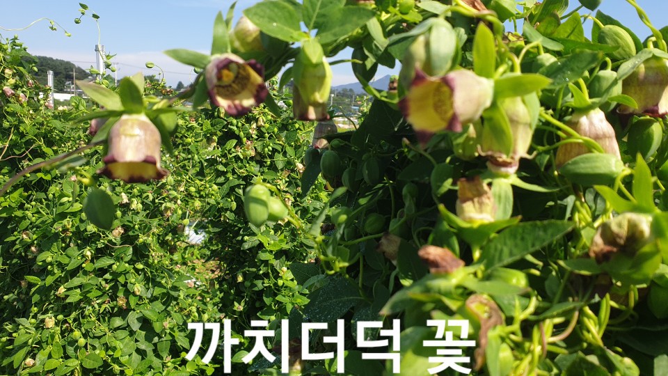 까치수퍼 이미지
