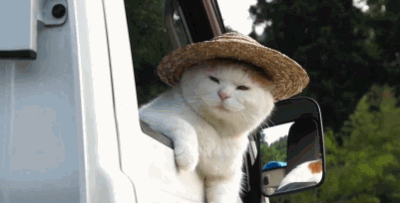 전생에 인간이었던 고양이들.gif | 인스티즈