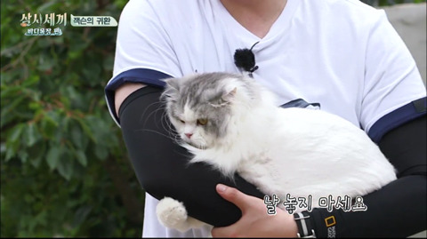 [삼시세끼] 처음 본 잭슨 때문에 놀라서 귱집사 팔 꼬옥 붙드는 고양이 쿵이.gif | 인스티즈