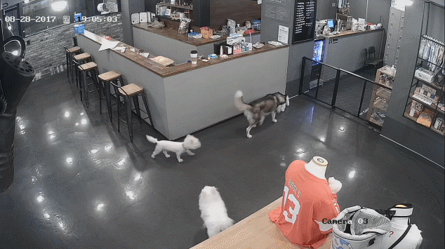 혐) 애견샵 대참사..gif | 인스티즈