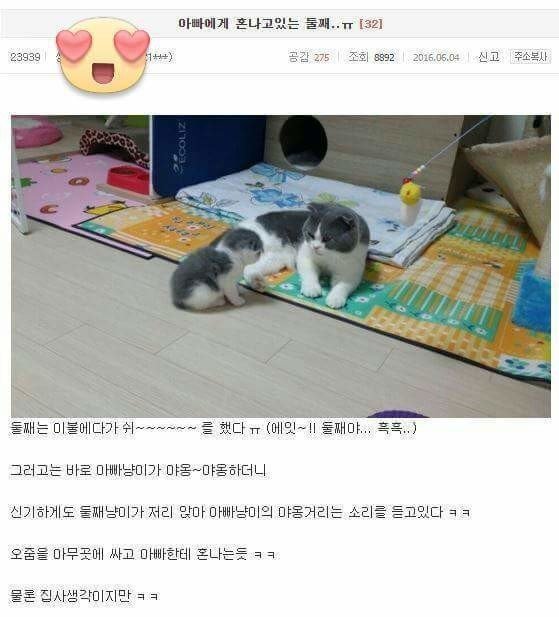 고양이 교육하는 아빠 고양이 | 인스티즈