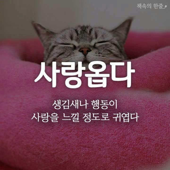 사랑옵다 이미지