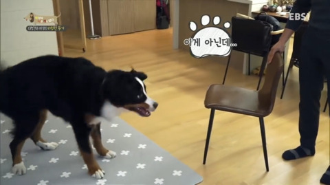 지리는 강아지 강씨 강형욱 훈련사님의 위엄 | 인스티즈