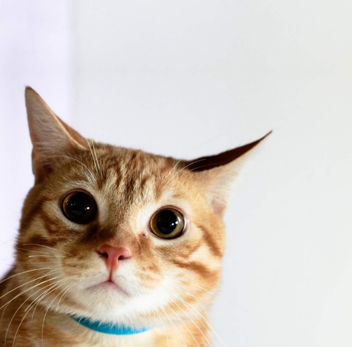 고양이 증명사진 | 인스티즈