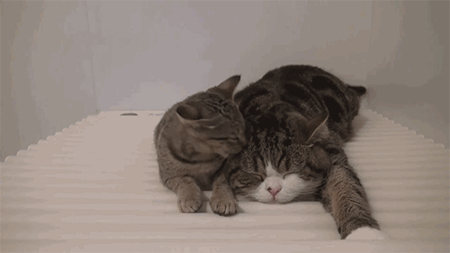 [데이터주의] 동물 움짤 .GIF | 인스티즈