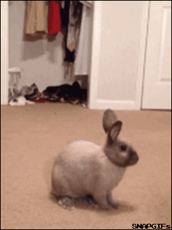 몽글몽글 귀여운 토끼.gif | 인스티즈