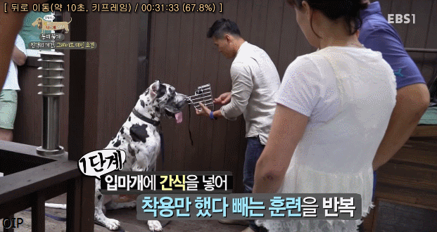 반려견의 입마개 거부감 없애는 팁 .gif | 인스티즈