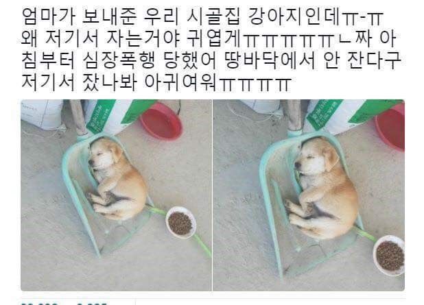 시골 댕댕이 | 인스티즈