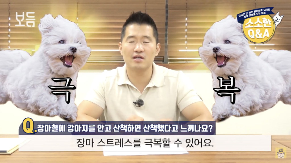 장마철에 강아지를 안고 산책하면 산책했다고 느끼나요?.jpg | 인스티즈