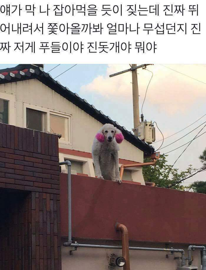 견종 말티즈 특징.JPG | 인스티즈