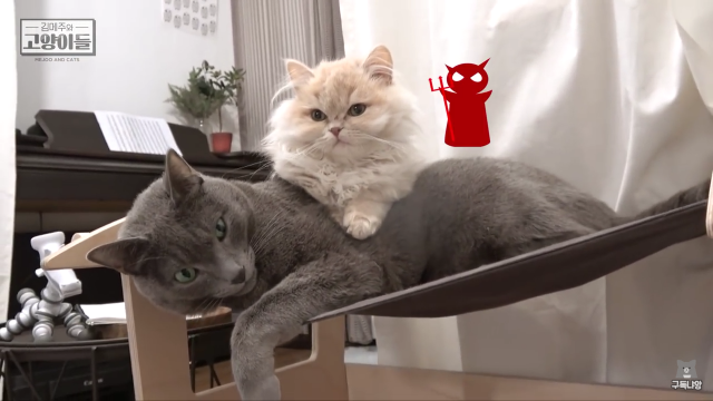 보고 있으면 힐링 되는 고양이 유튜브 채널 | 인스티즈
