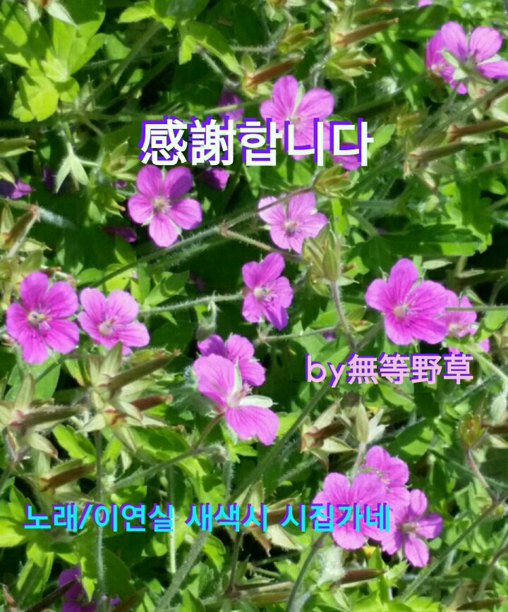 이질풀 이미지