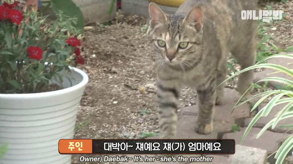 아기 고양이를 능숙하게 키우는 강아지의 사연은? | 인스티즈