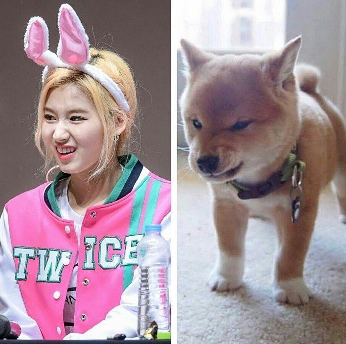 댕댕이닮은 사나 모음 | 인스티즈