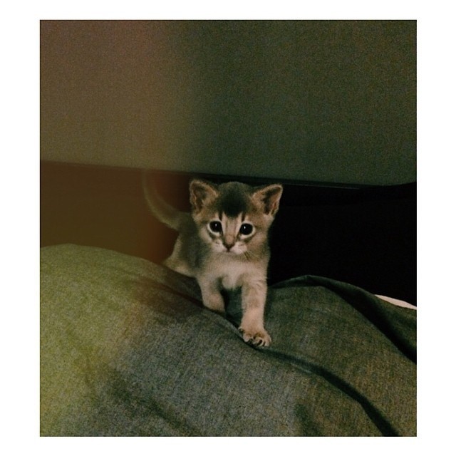 빅뱅 지디가 키우는 고양이 아이 | 인스티즈