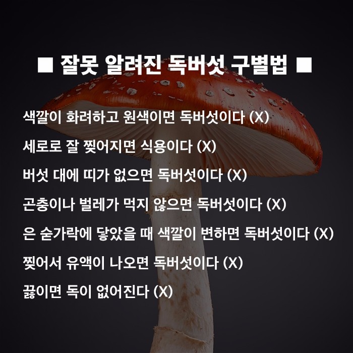 산에서 절대 먹으면 안되는 독버섯 | 인스티즈